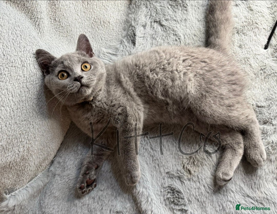 British Shorthair cats for sale: LAST 2 GCCF BSH Kittens – Ready NOW!! in Slough - Image 31