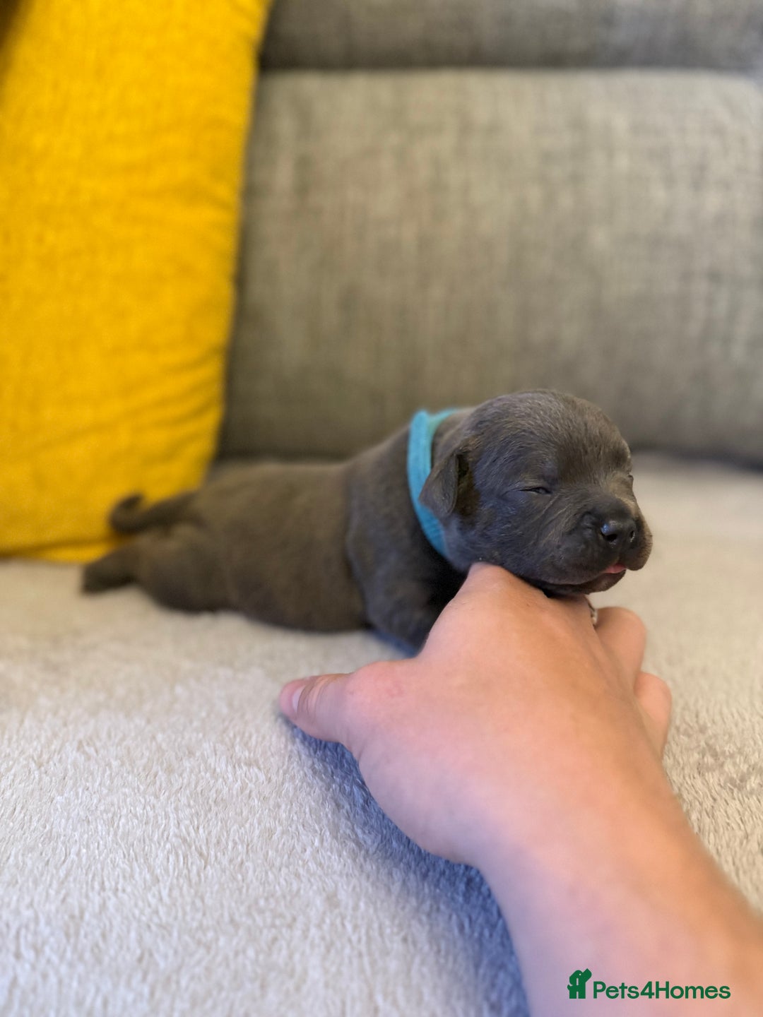 Staffordshire Bull Terrier dogs for sale: 7 BEAUTIFUL STAFFY PUPS SIRED BY CH FIGO - Image 10