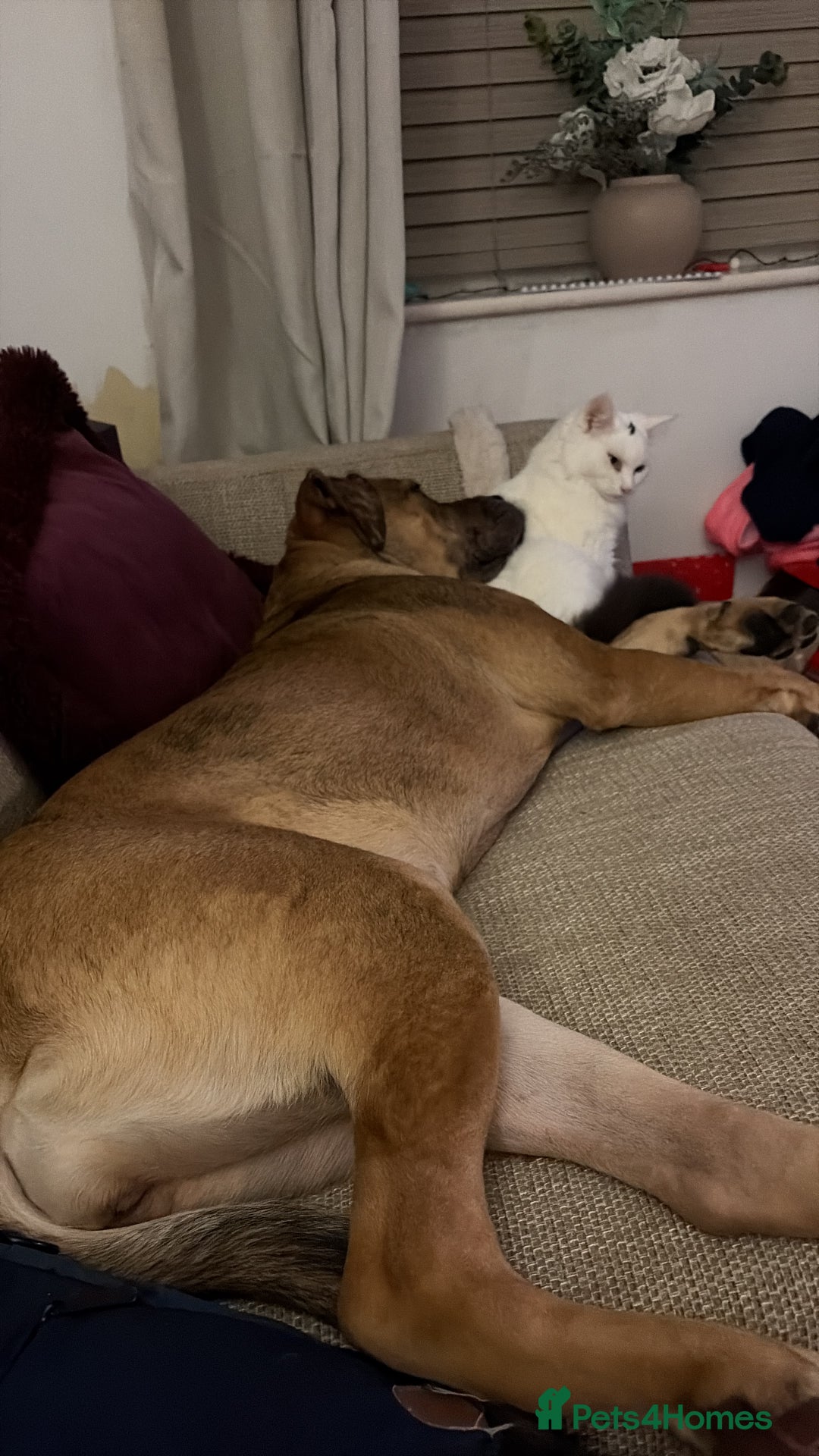 Cane Corso dogs for sale: 7 month female cane corso for sale  - Advert 3