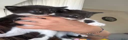 Mixed Breed cats for sale: 2 Little Kittens Looking for Their Forever Homes🐾 - Advert 5