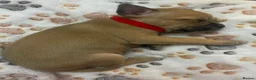 Staffordshire Bull Terrier dogs for sale: Staffordshire Bull Terrier Puppy’s - Advert 3
