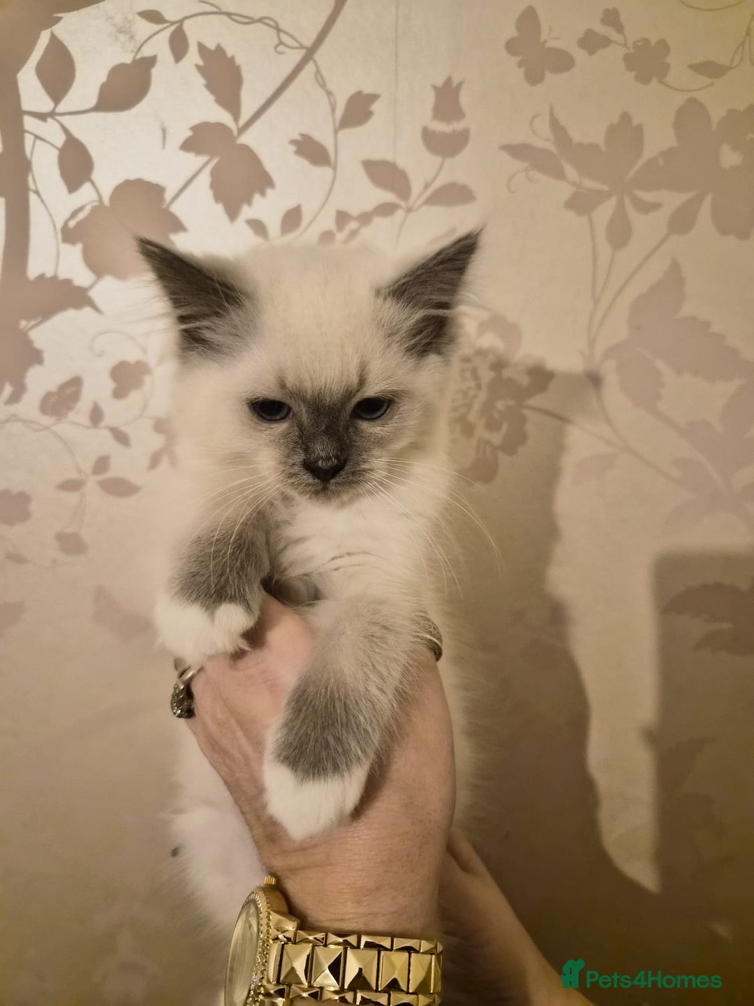 Ragdoll cats for sale: Beautiful purebreed Ragdoll kittens - Advert 4