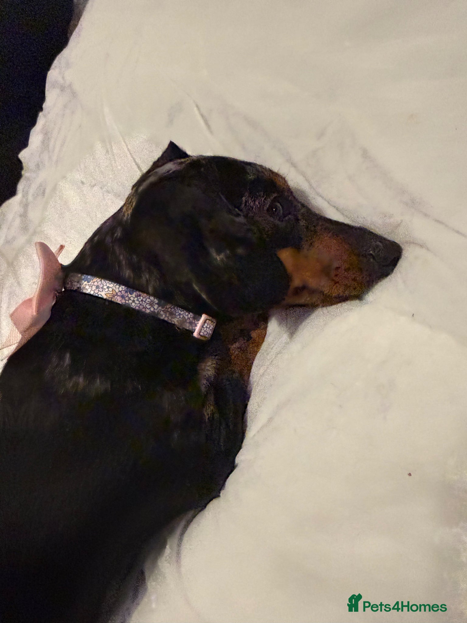 Dachshund dogs Lola  - Advert 7