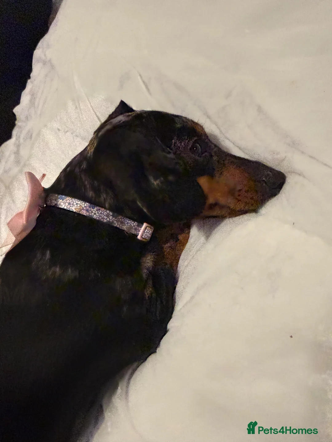 Dachshund dogs for sale: Lola  in York - Advert 1