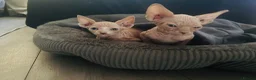Sphynx cats for sale: 2 Sphynx kittens  - Advert 2