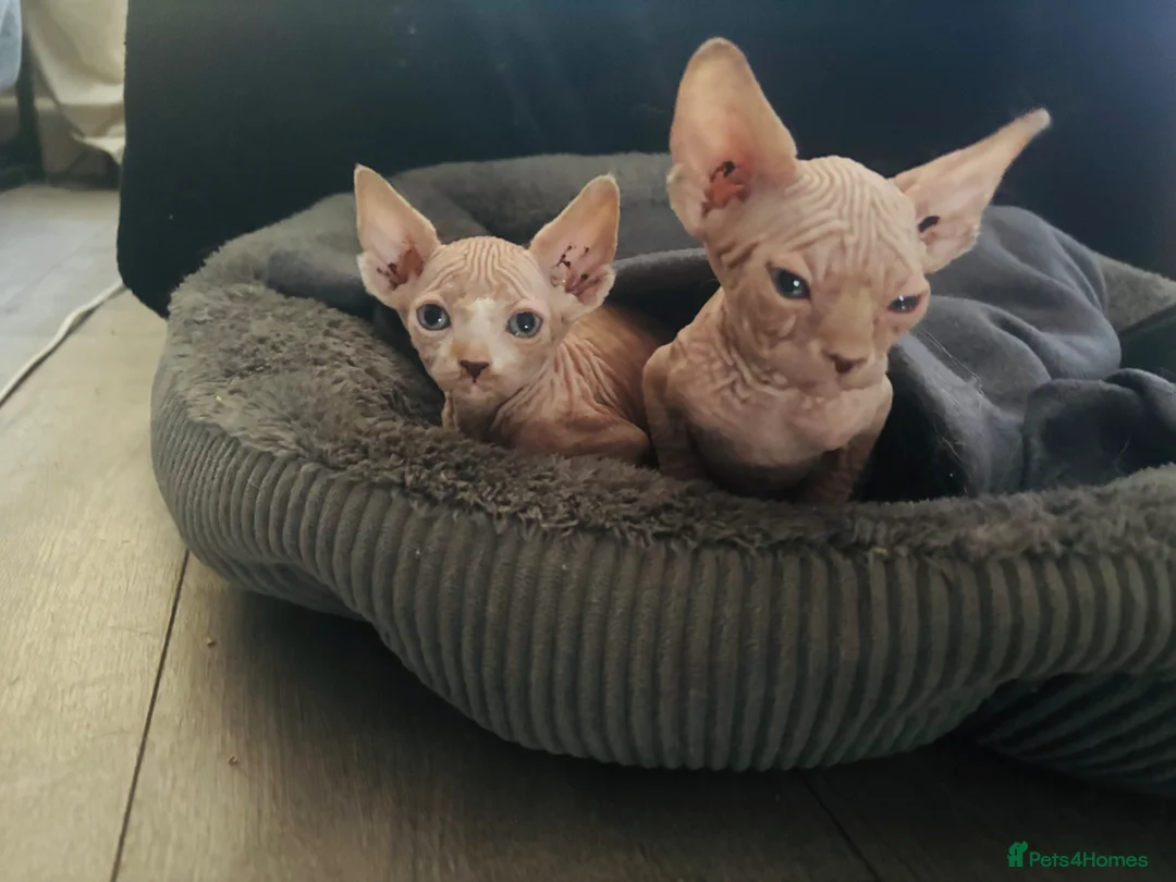 Sphynx cats for sale: 2 Sphynx kittens  - Advert 2