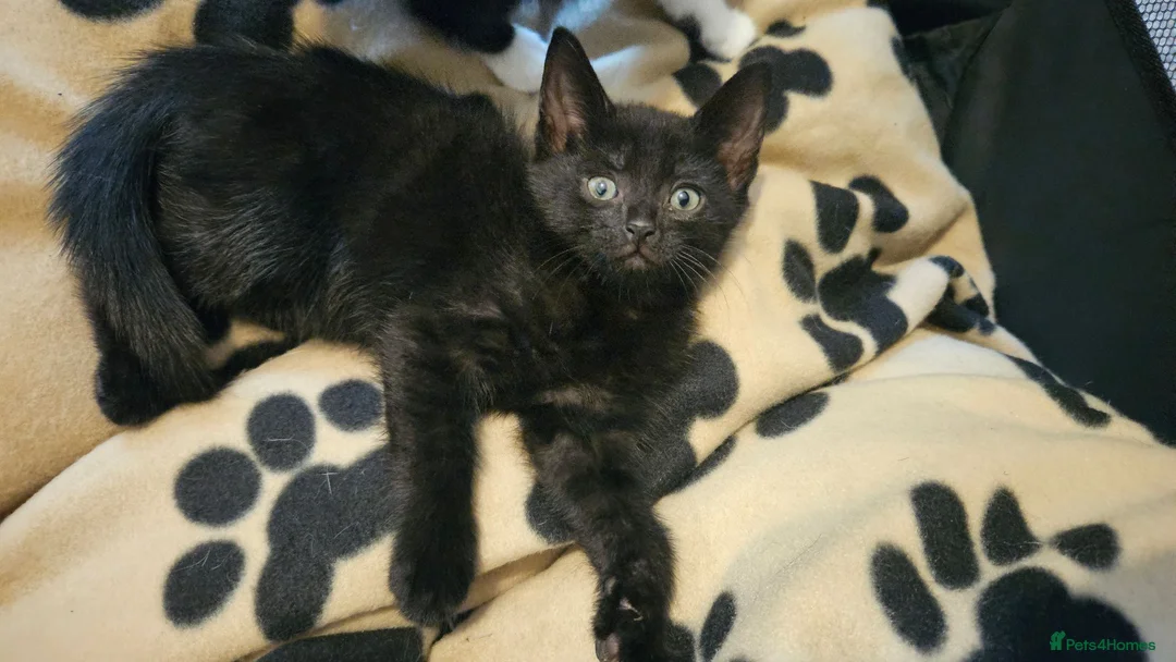 Mixed Breed cats for sale: 4 Beautiful Mixed-Breed Kittens - Advert 1