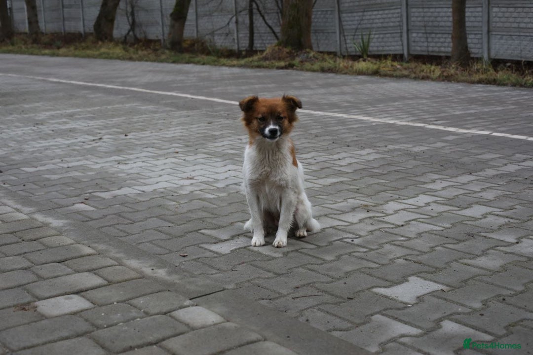 Mixed Breed dogs for adoption: 💖🐶 MIMI 🐶💖 - Advert 5