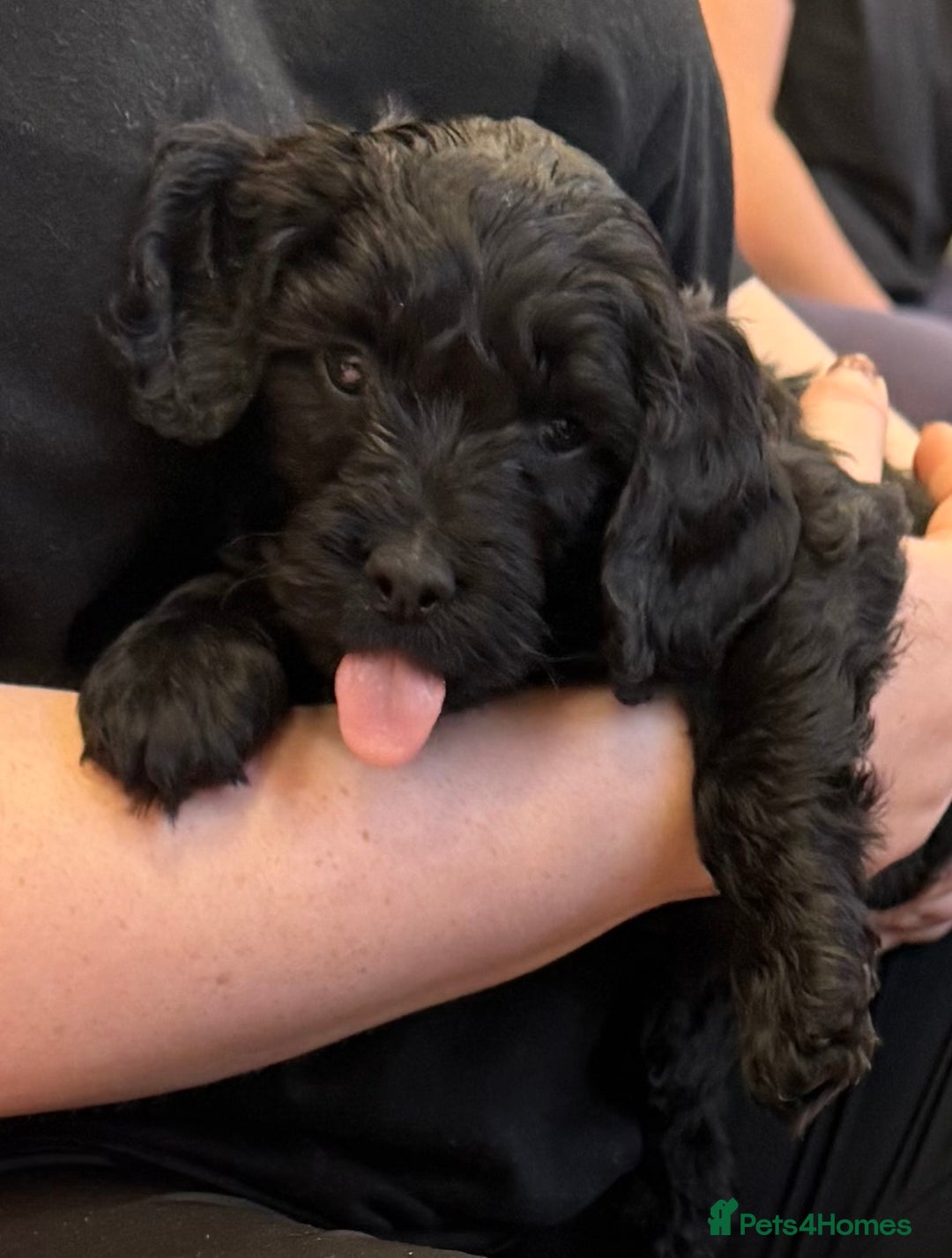 Sproodle dogs for sale: Stunning Sproodles  - Advert 13