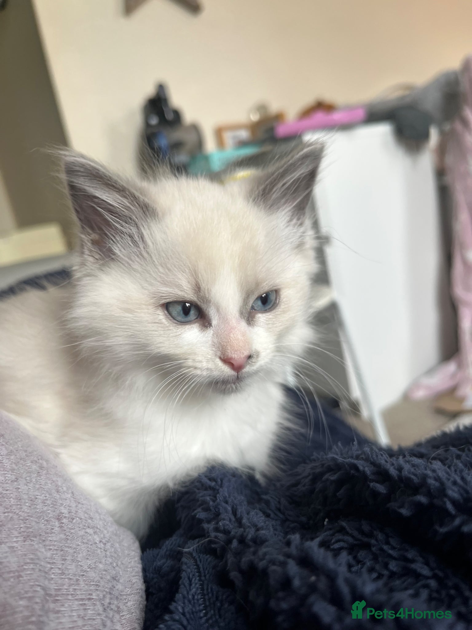 Ragdoll cats 2 male lynx ragdoll kittens available  - Advert 19