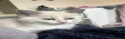 Ragdoll cats for sale: blue&lilac bi colour ragdolls   - Advert 19