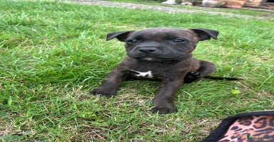 Staffordshire Bull Terrier dogs - Advert 7