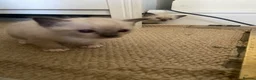 Tonkinese cats for sale: Tonkinese x Raagdoll -Tonkdoll - Advert 6