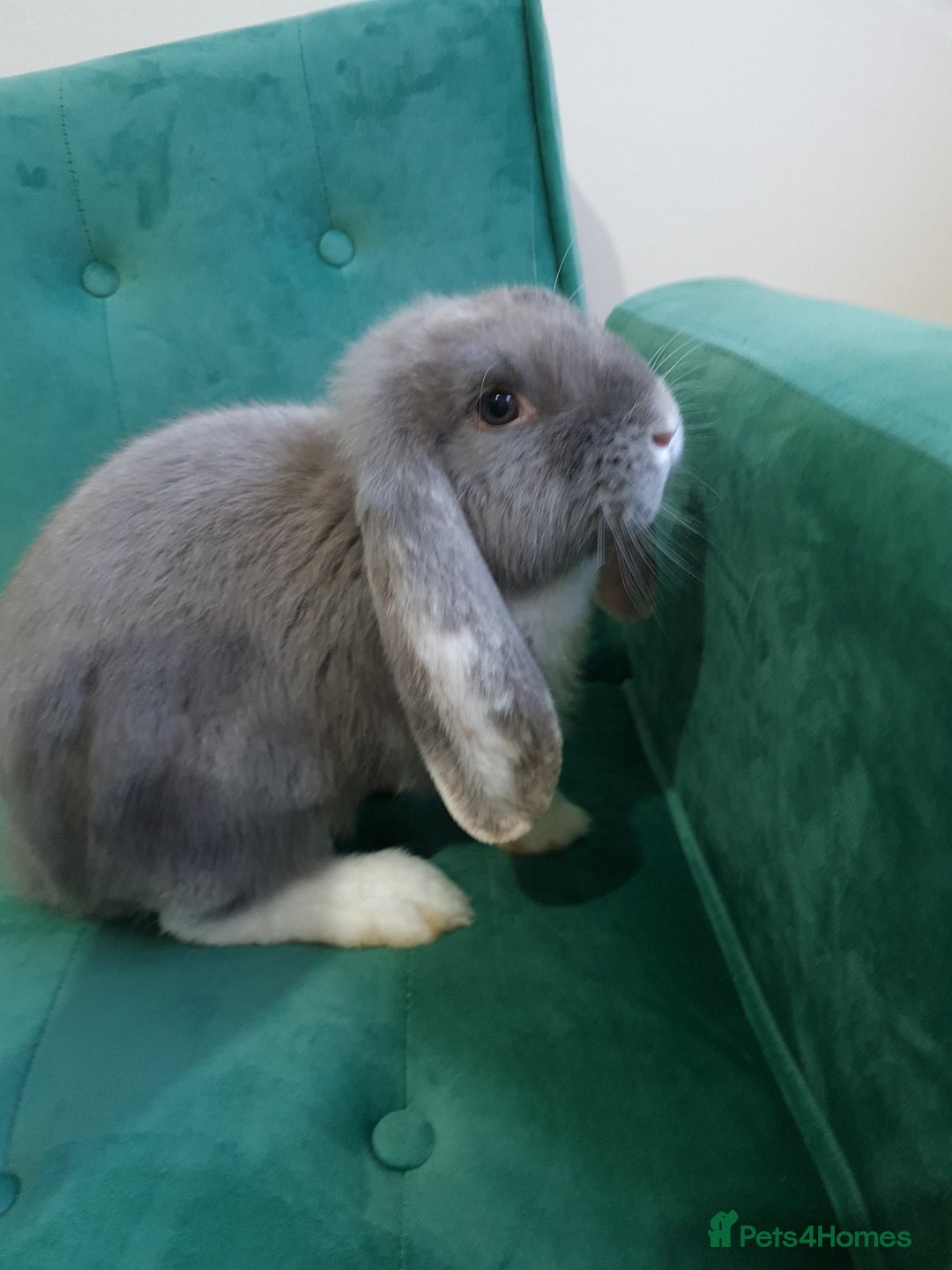 French Lop rabbits for sale: 14 week old French lops - Advert 4