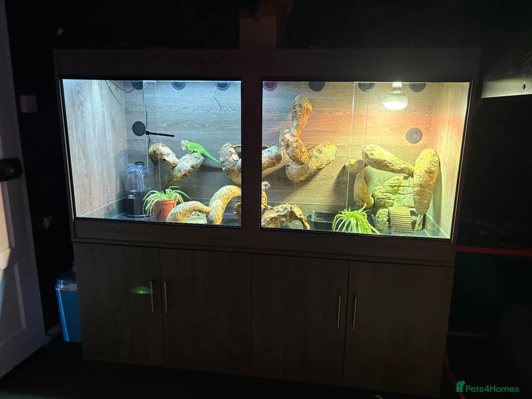 Iguana reptiles for sale: Green iguana 11 months old plus set up - Advert 2