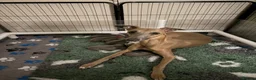 Whippet dogs for sale: QUALITY KC WHIPPET PUPPIES  - Advert 4
