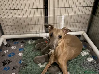 Whippet dogs QUALITY KC WHIPPET PUPPIES 🔵⚪️ - Advert 10