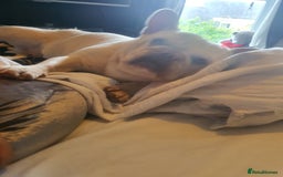 French Bulldog dogs for sale: Beautiful white female frenchie - Image 2