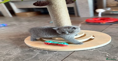 British Shorthair cats - Advert 11