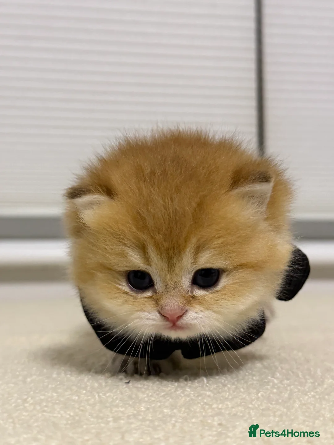 British Shorthair cats for sale: Adorable British Shorthair Kittens 🐾 - Advert 11