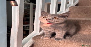 British Shorthair cats - Advert 8
