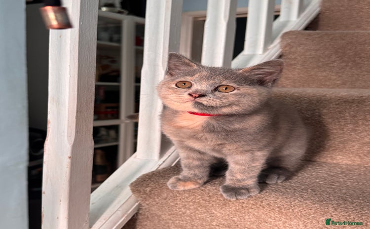 British Shorthair cats - Advert 2