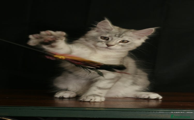 Maine Coon cats - Advert 6