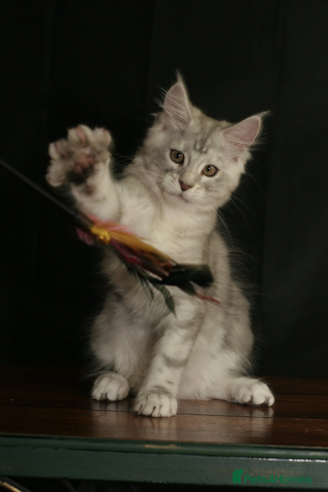 Maine Coon cats for sale: Two mainecoons kittens Sally and Harry silver - Image 1