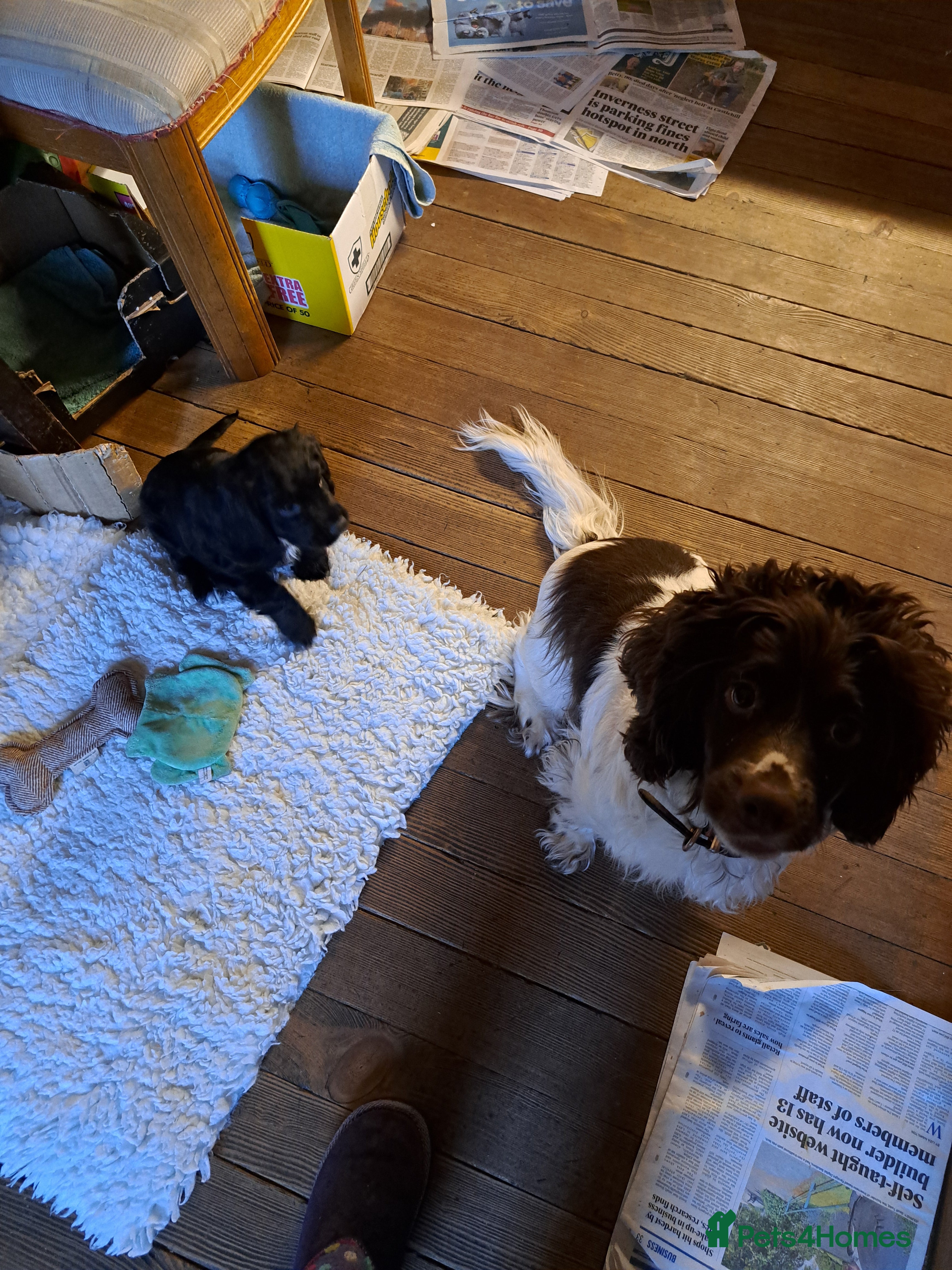 Cocker Spaniel dogs Cocker boy pup - Advert 8