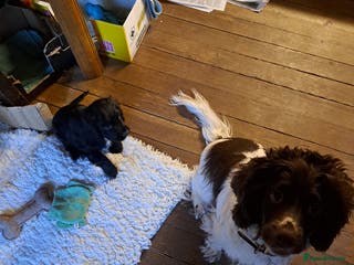 Cocker Spaniel dogs Cocker boy pup - Advert 8