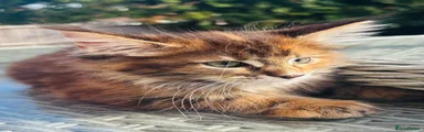 Maine Coon 1