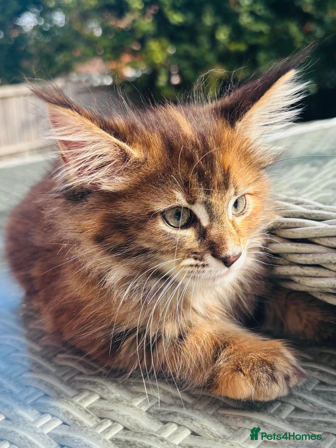 Maine Coon cats for sale: Beautiful Maine coon kittens  - Advert 19