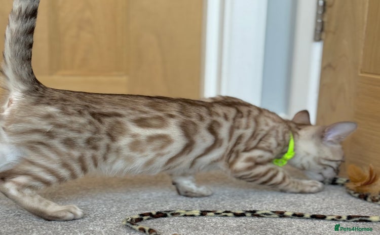 Bengal cats - Advert 8