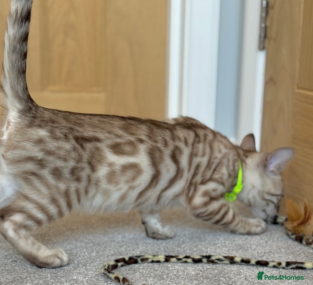 Bengal cats for sale: 💚Marvellous Mink💚 Male Bengal TICA Reg - Image 2