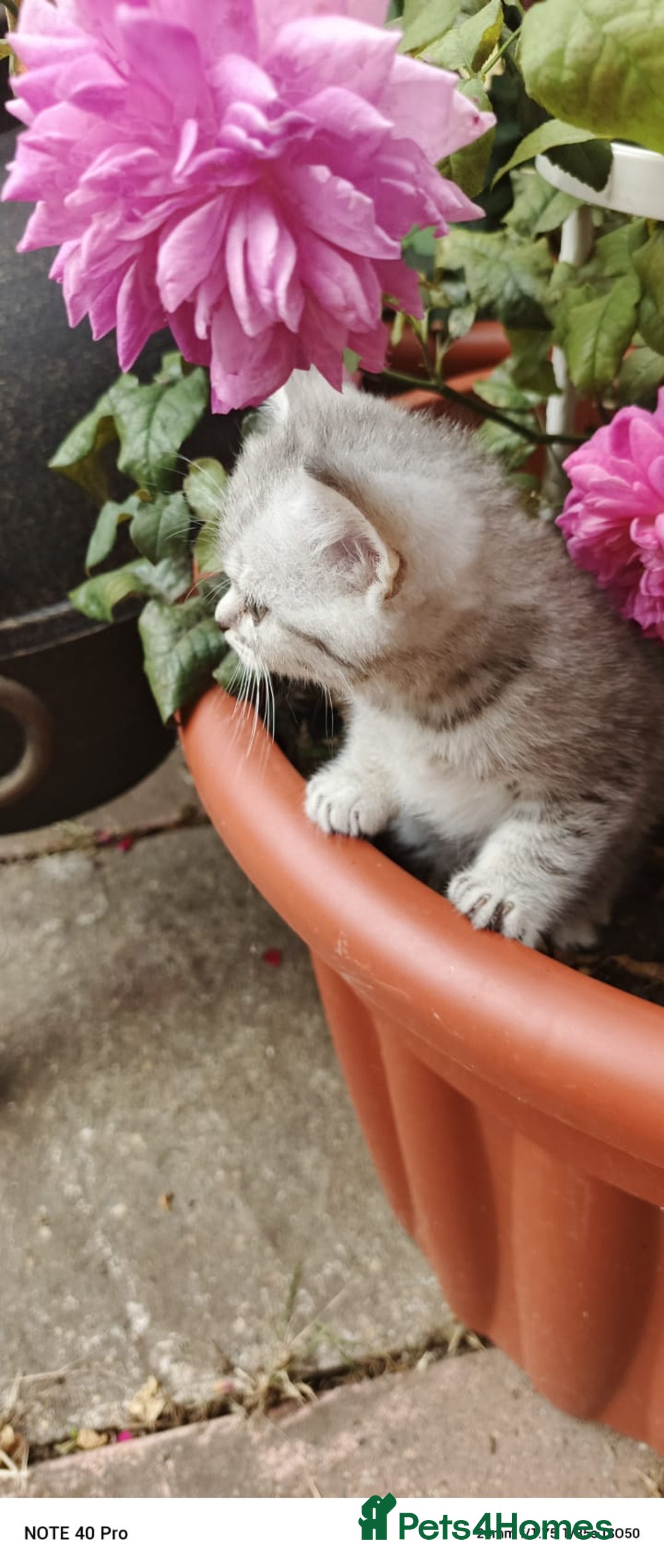 British Shorthair cats for sale: PUre tabby British short hair kittens - Image 20