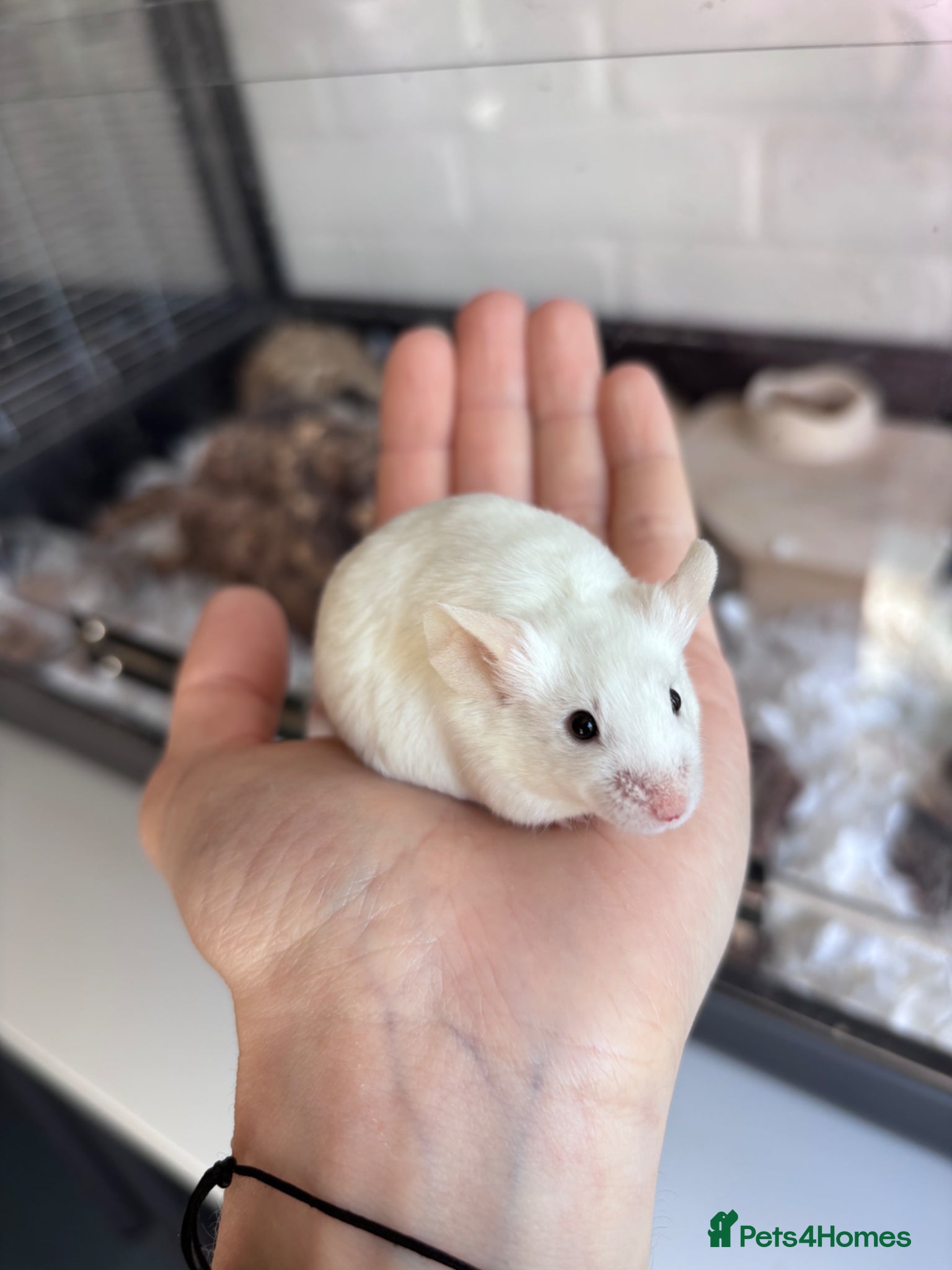 Mouse rodents 3 Neutered Male Mice for Adoption - Advert 2