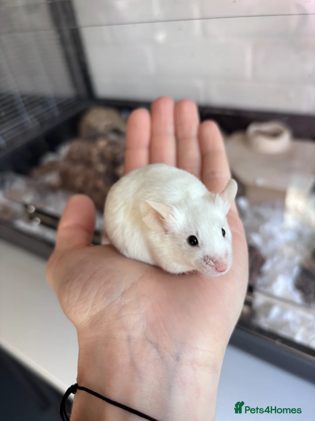 Mouse rodents for sale: 3 Neutered Male Mice for Adoption - Advert 2
