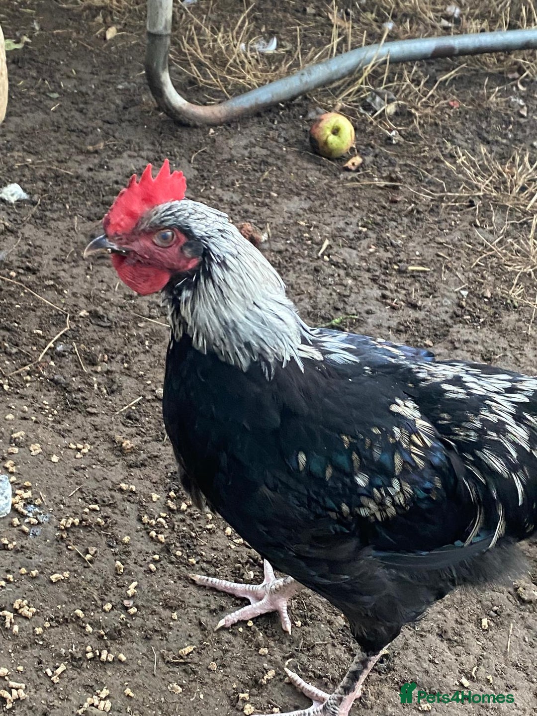 Chickens poultry for sale: Silver Marren Cockerel - Image 1