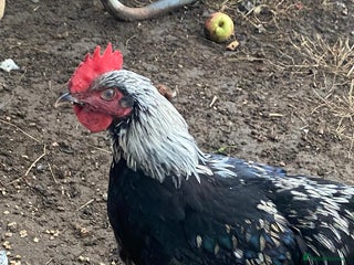 Chickens poultry - Advert 6