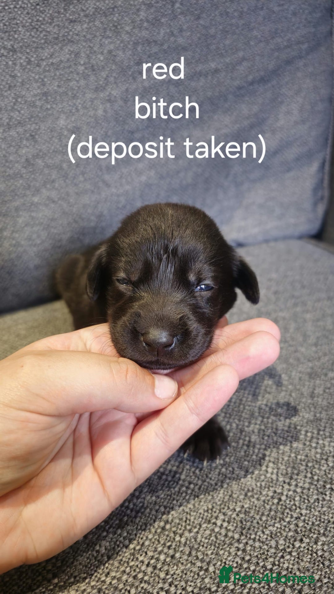 Labrador Retriever dogs for sale: Quality KC registered BLK Labrador Retriever Bitch - Image 11