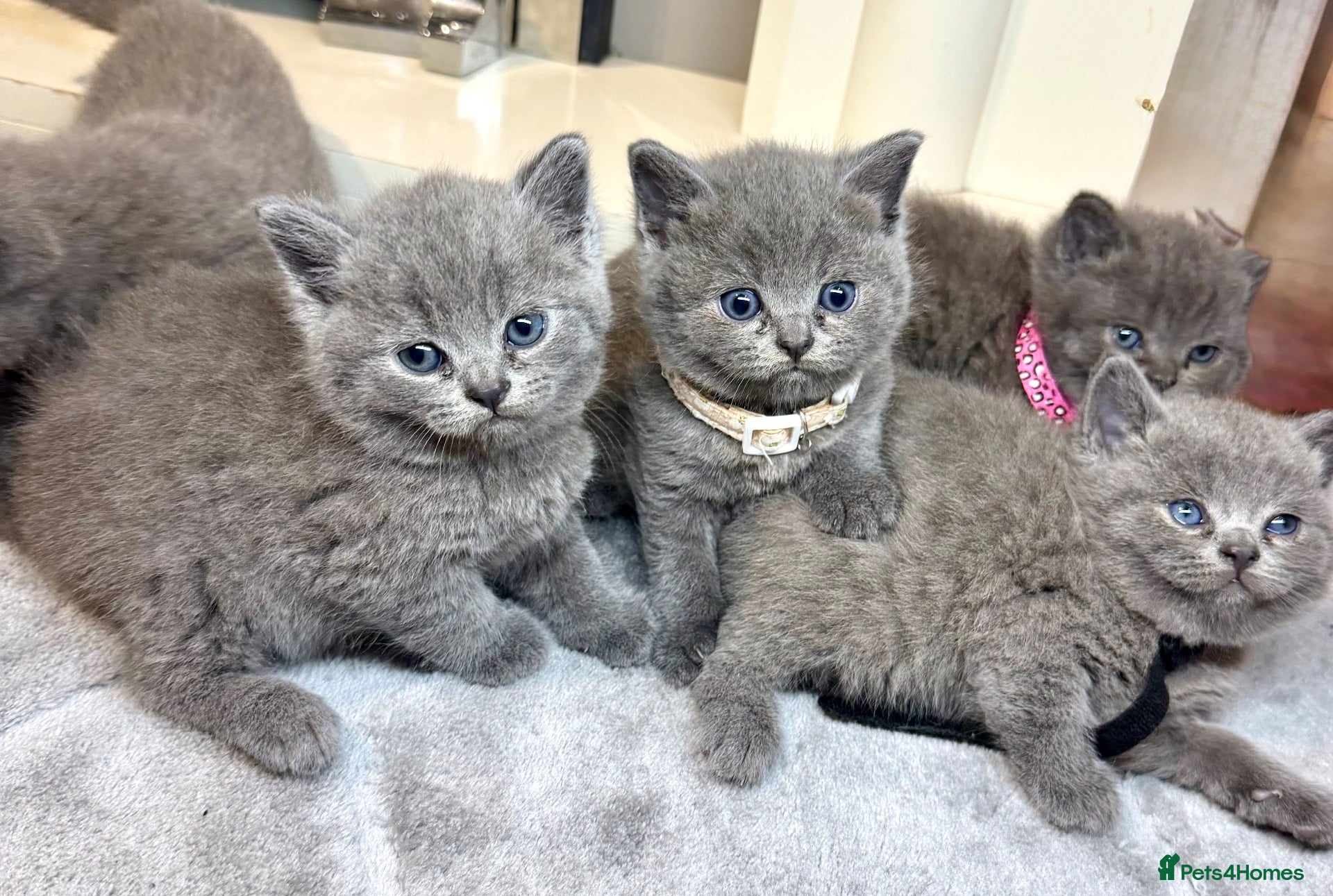 British Shorthair cats British shorthair kittens  - Advert 2