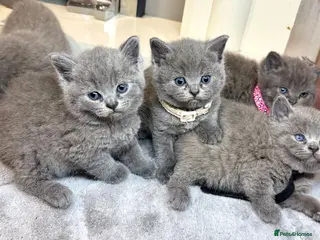 British Shorthair cats British shorthair kittens - Advert 2