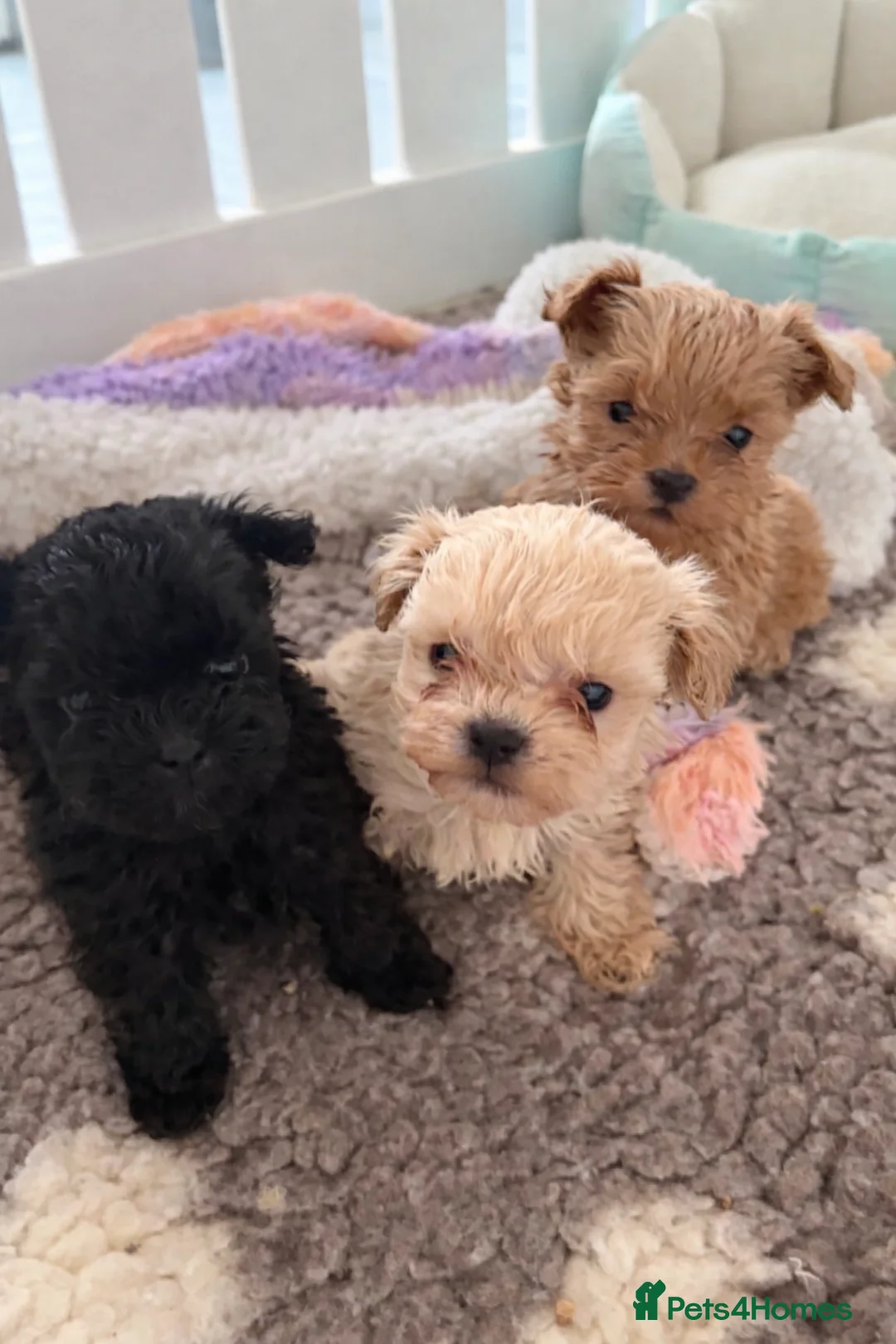 Shihpoo dogs for sale: Tiny Shihpoo puppies - Advert 1