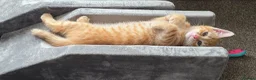 Mixed Breed cats for sale: 2 kittens for sale - Advert 7