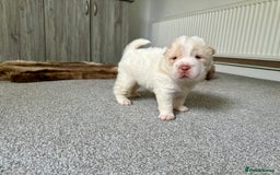Shar Pei dogs for sale: Top quality bear coat sharpei  - Image 20