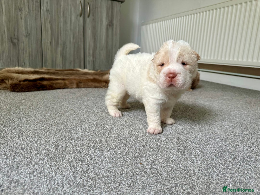 Shar Pei dogs for sale: Top quality bear coat sharpei  - Image 20