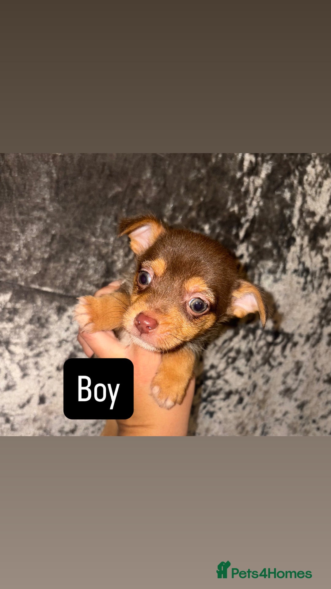 Mixed Breed dogs for sale: 3 beautiful puppies  - Advert 5