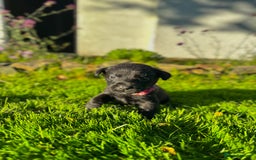 Labrador Retriever dogs for sale: KC registered Labrador puppies, working parents  - Image 10