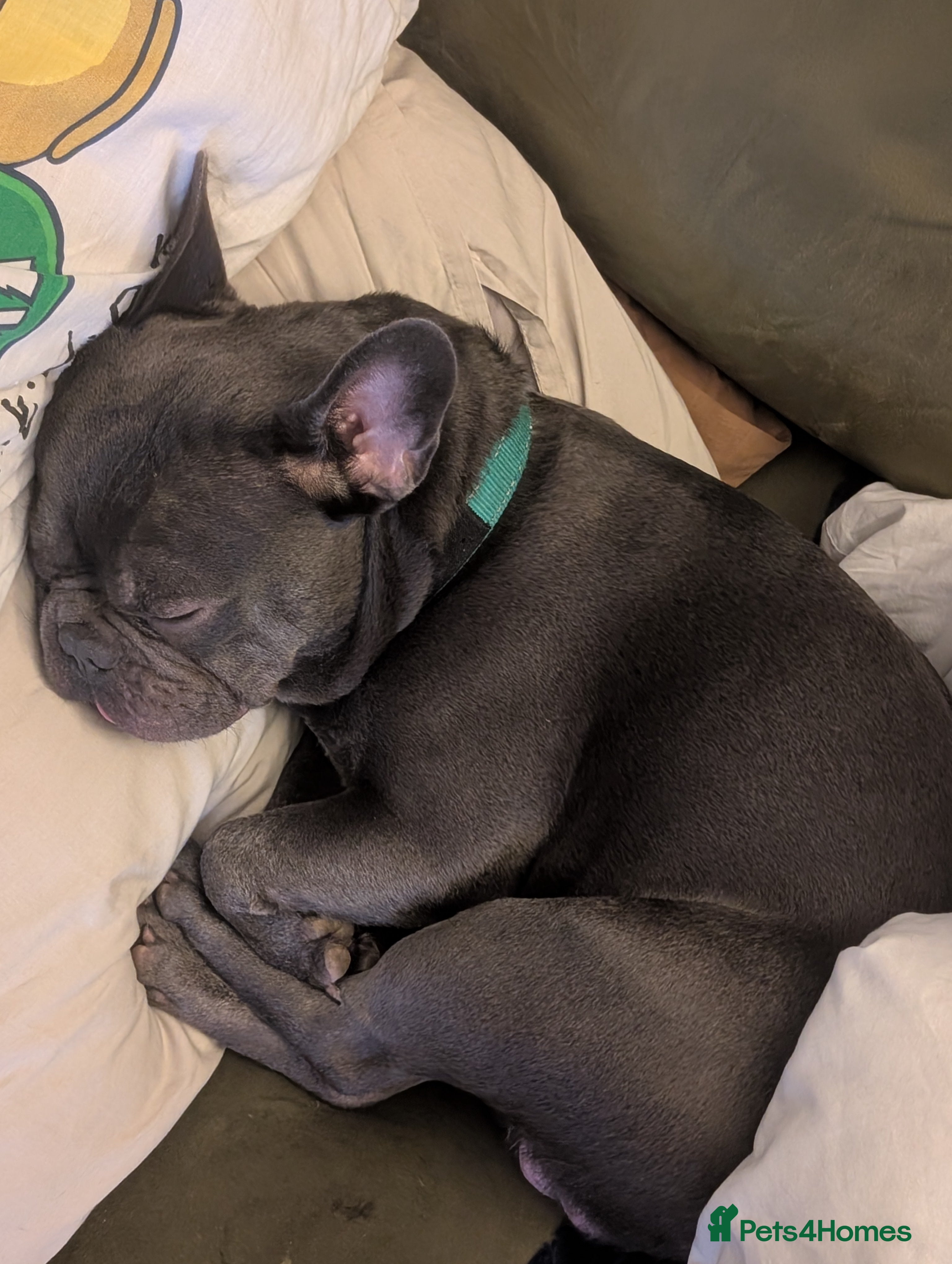 French Bulldog dogs Stud available  - Advert 1