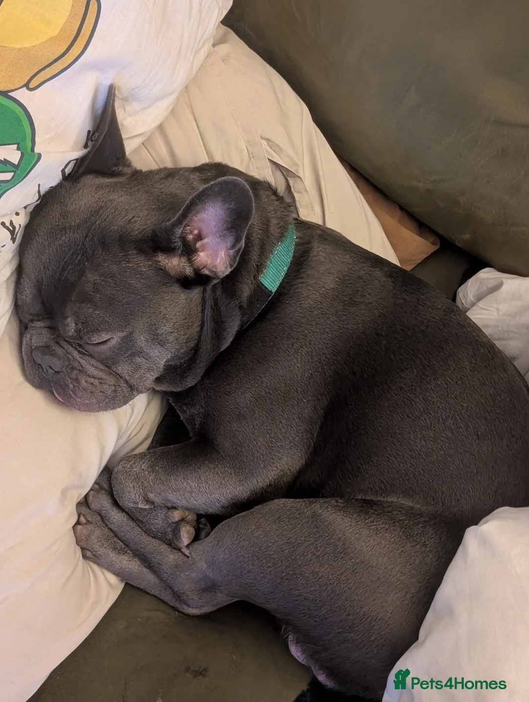 French Bulldog dogs for stud: Stud available  in Cupar - Advert 1